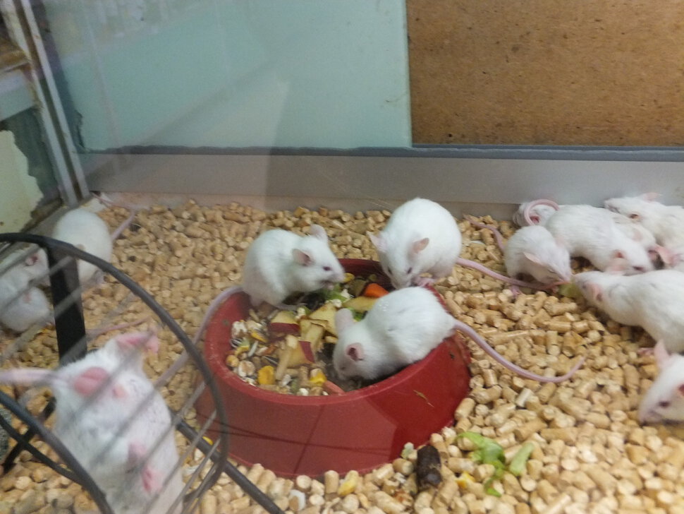 Белые мышки