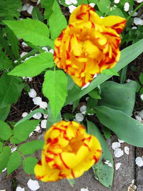 Два желто-красных махровых тюльпана