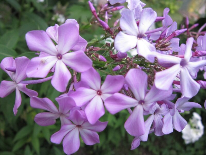 Флоксы