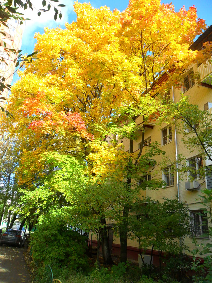 Осеняя палитра октября-красочные пейзажи