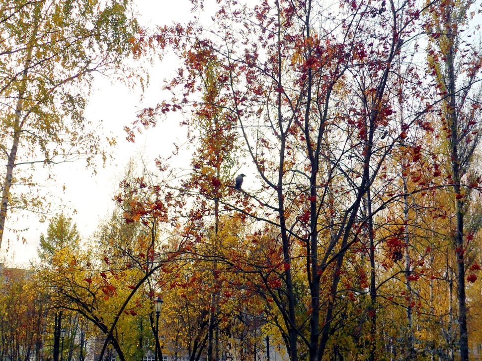 Осеняя палитра октября-красочные пейзажи
