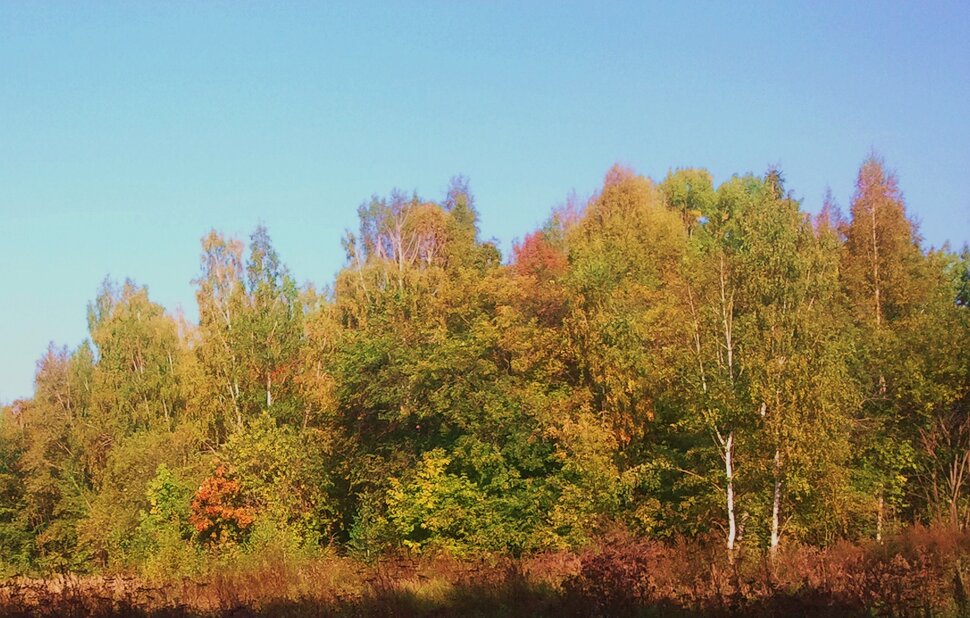 У осеннего леса