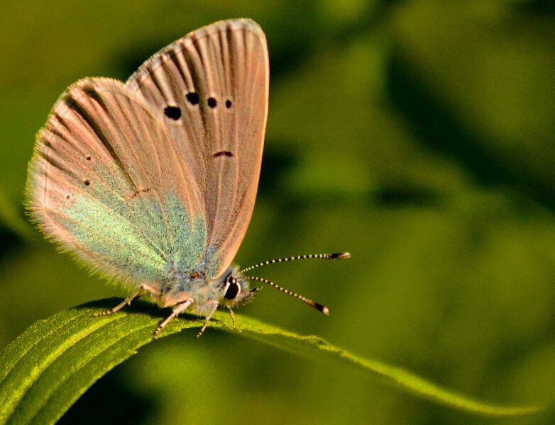Бабочка - красавица