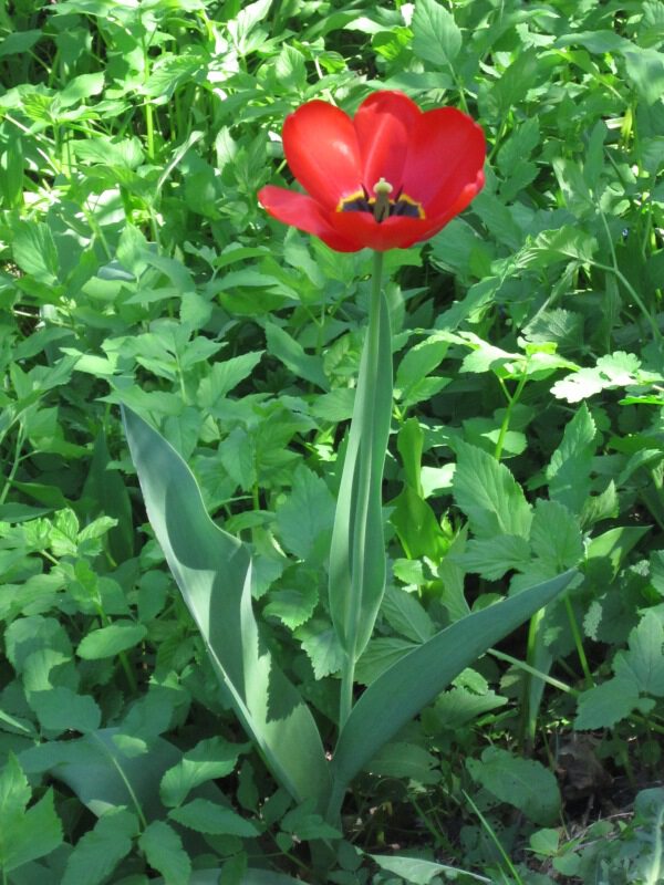 Крымский тюльпан