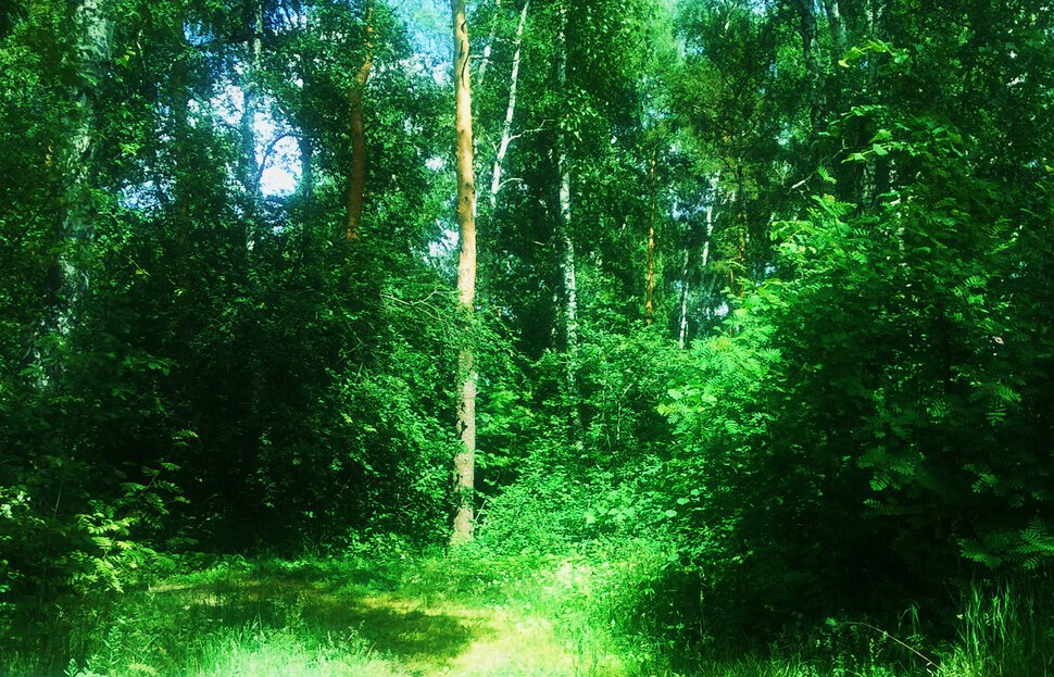 В июньском лесу