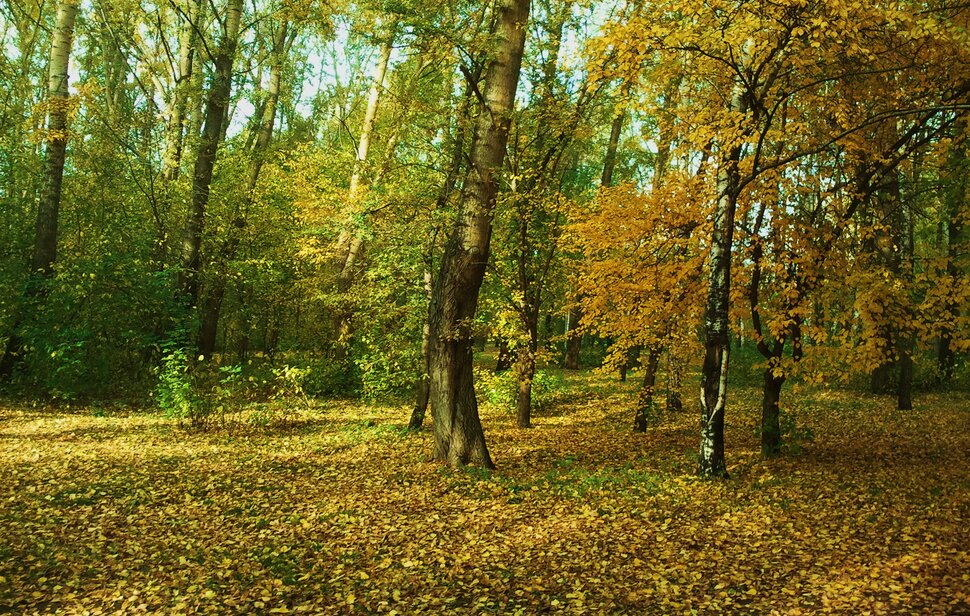 В осеннем лесу