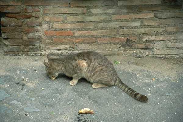 Кошачье лакомство