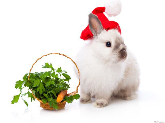 Новый Год кролика рисунки картинки