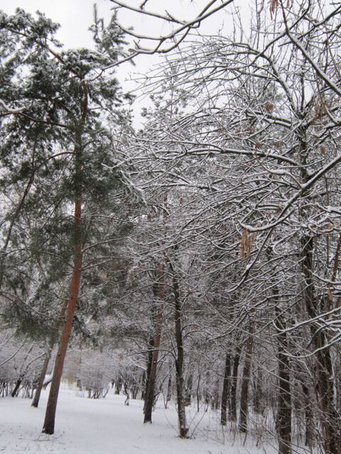 Парк зимой