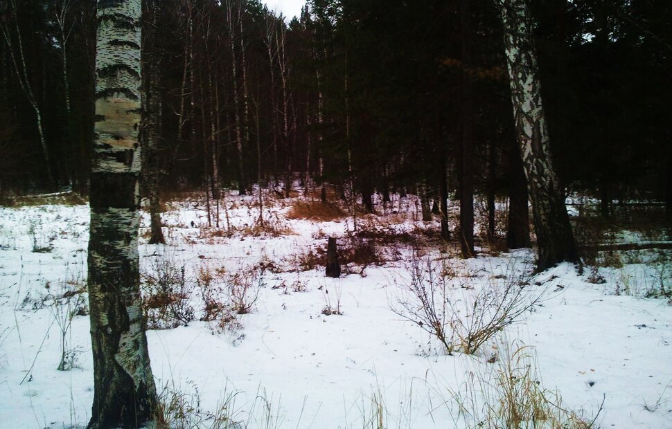 По дебрям
