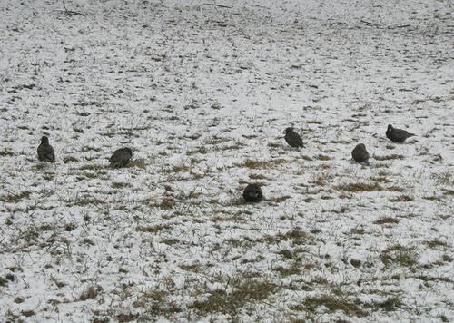 Тусовка скворцов на мартовском снегу