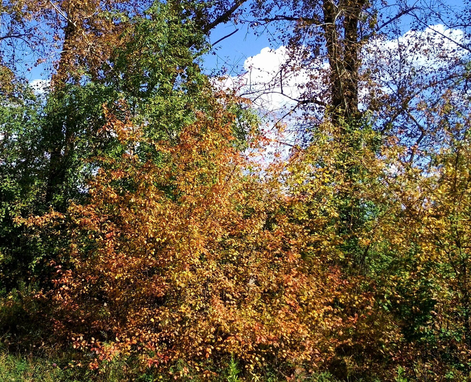 Осенью у лесочка