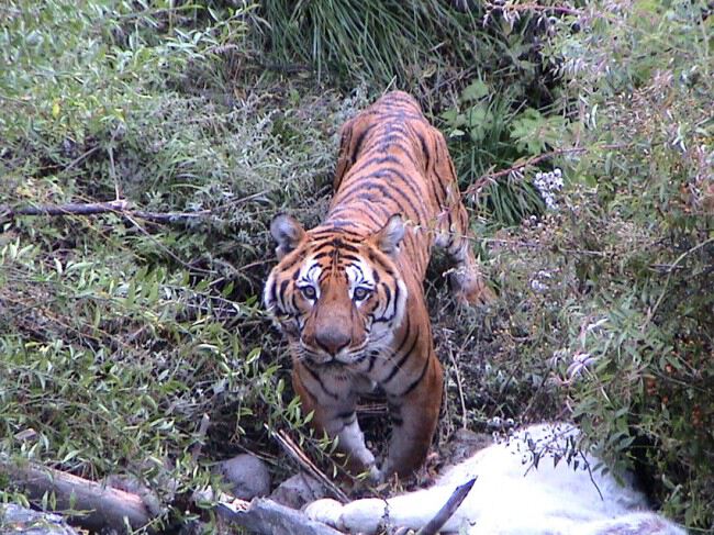 Тигр. Бутан