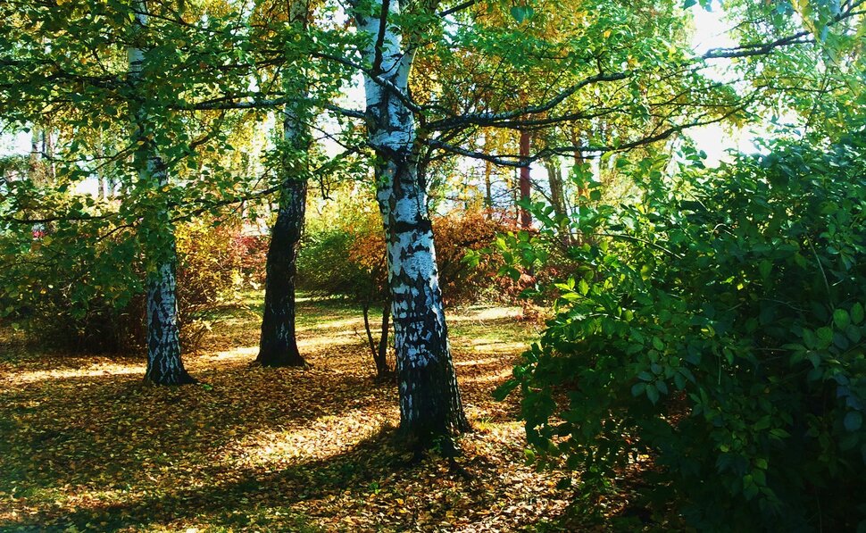 У березки осенью