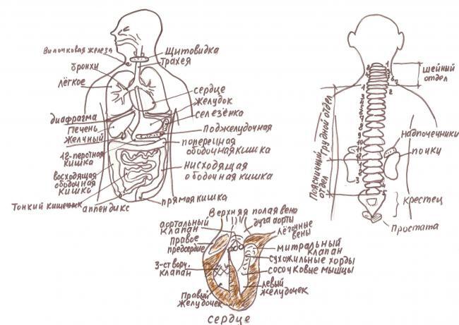 Анатомическая схема