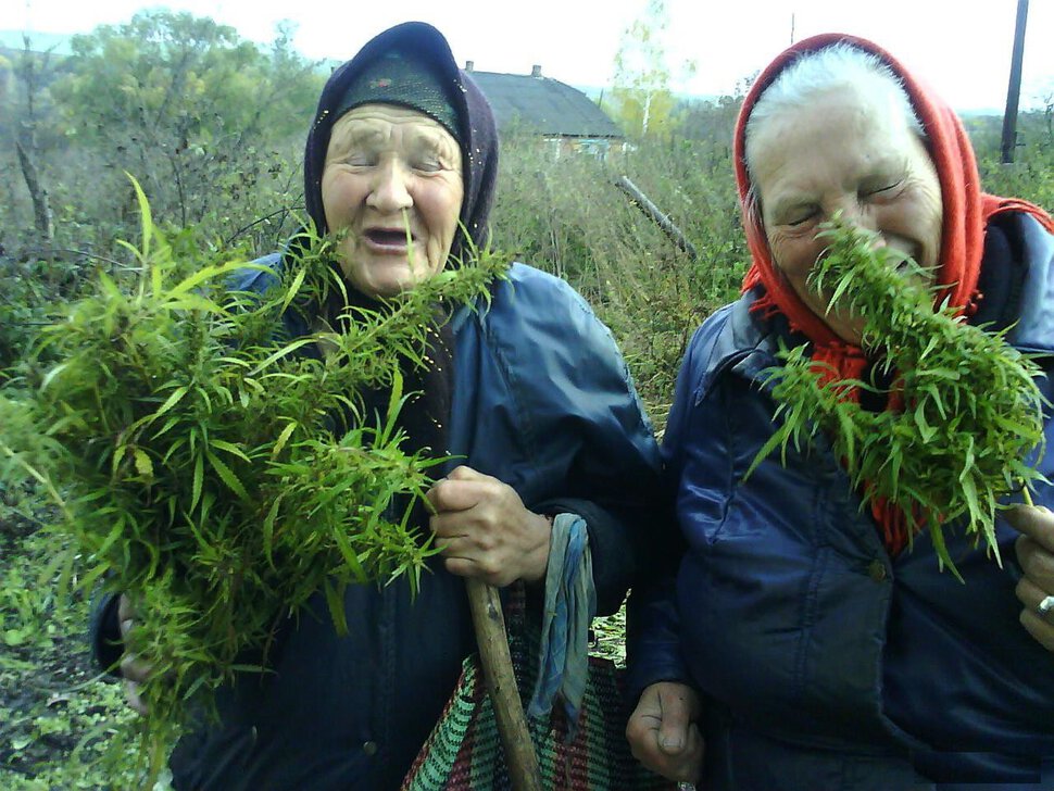 Урожай конопли как заказывают семена конопли