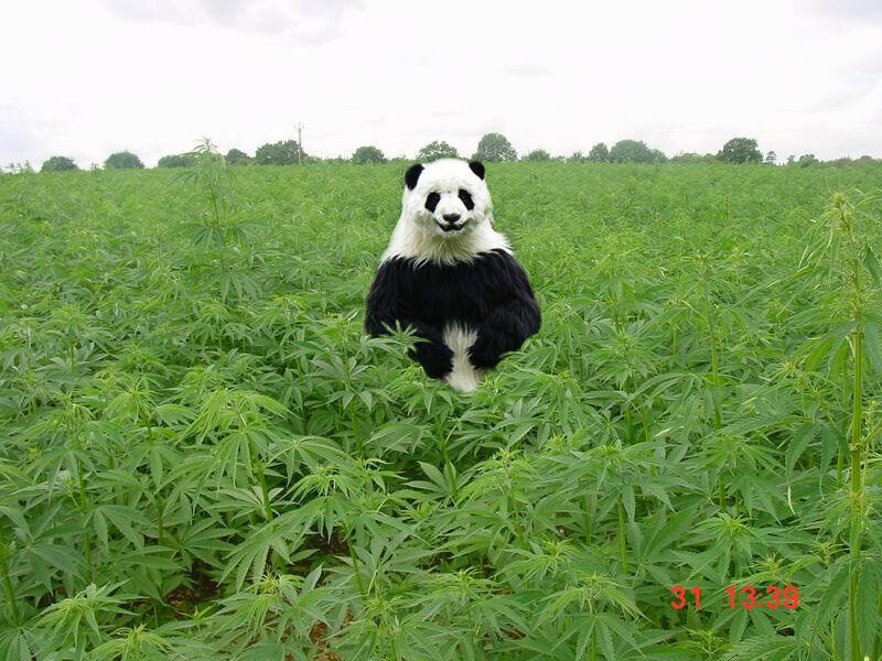 панда в конопле