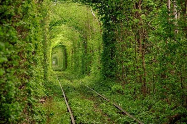 Зеленый туннель