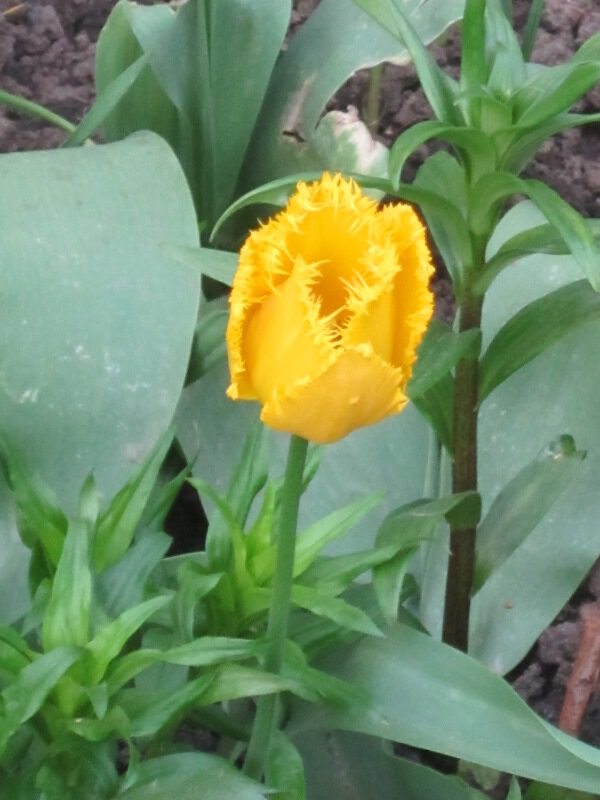 Жёлтый махровый тюльпан