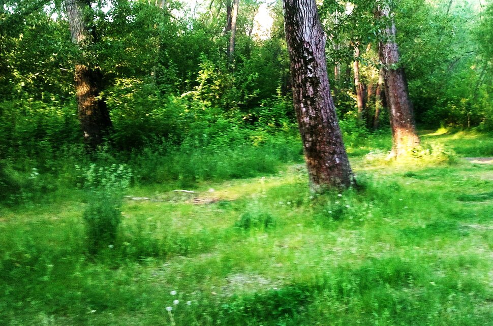 По июньской травке