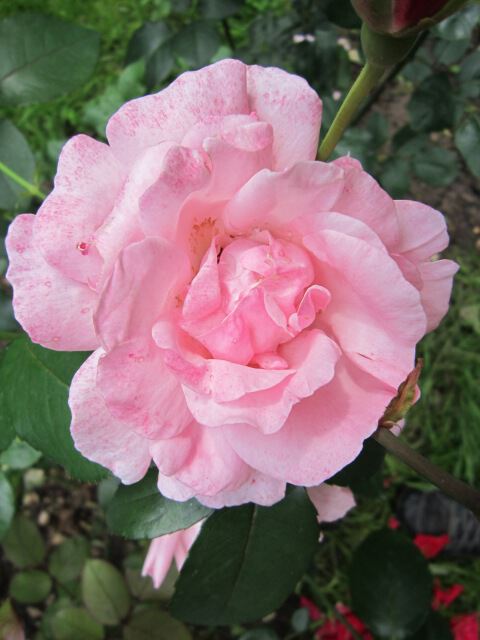 Розовая роза