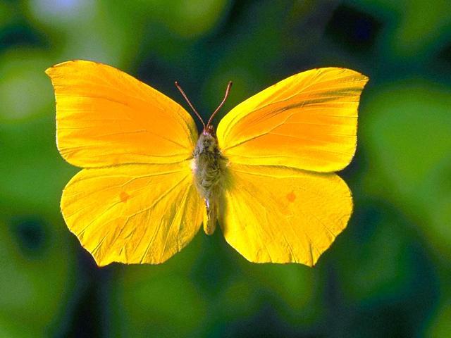 Фотографии бабочек