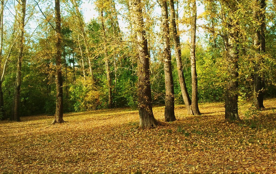 На желтом склоне