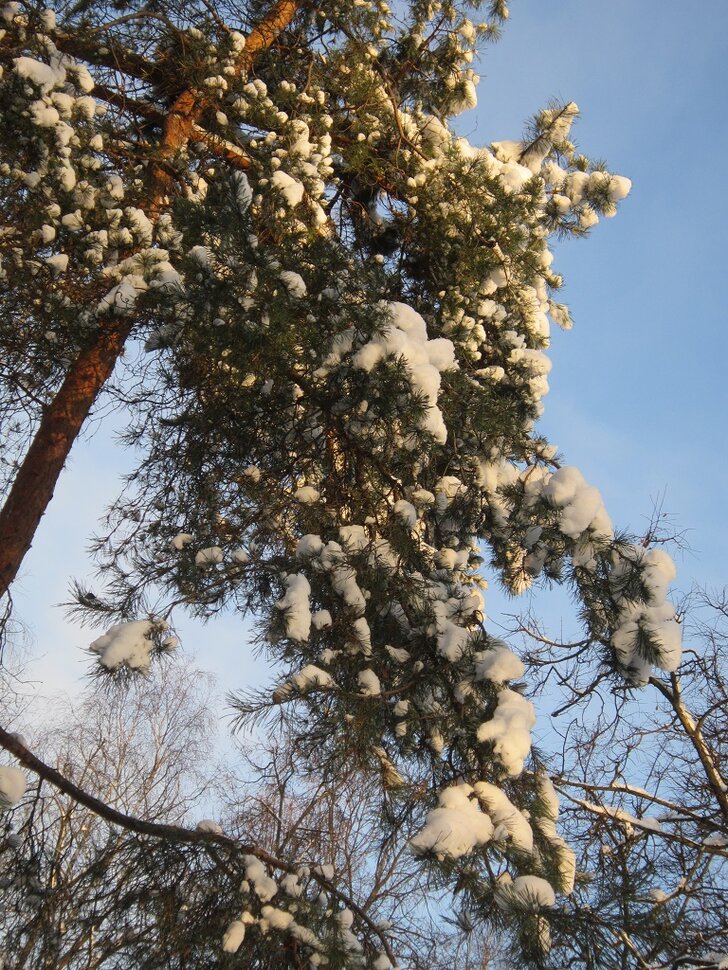 Снег на сосне