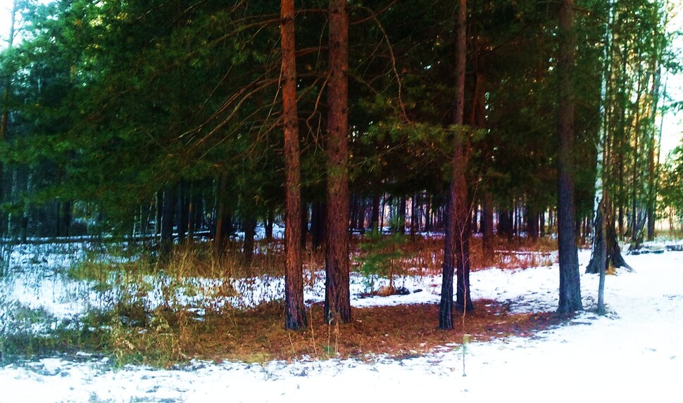 У сосенок