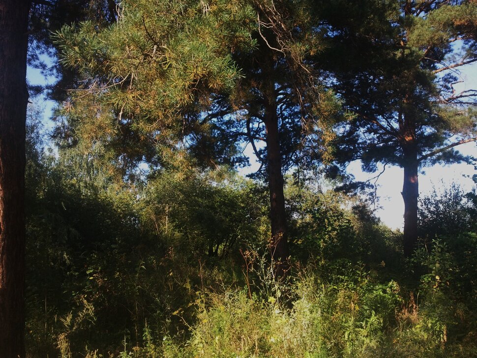 В лесочке