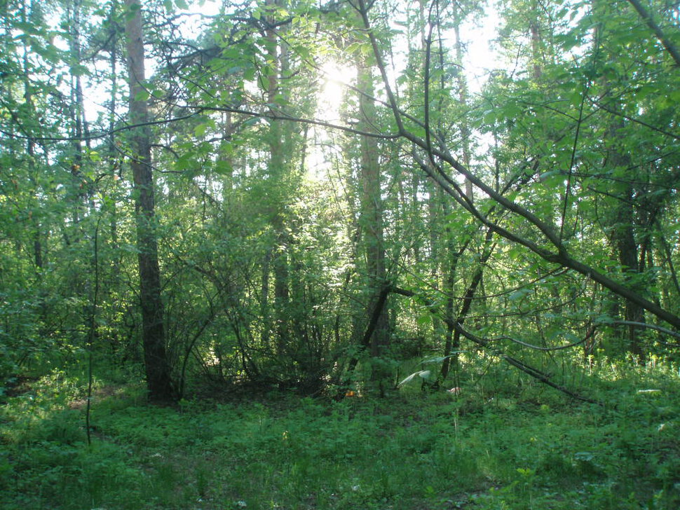 Вечерняя прогулка, лесопарк