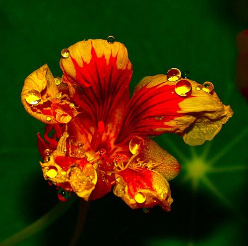 Drops.Капли