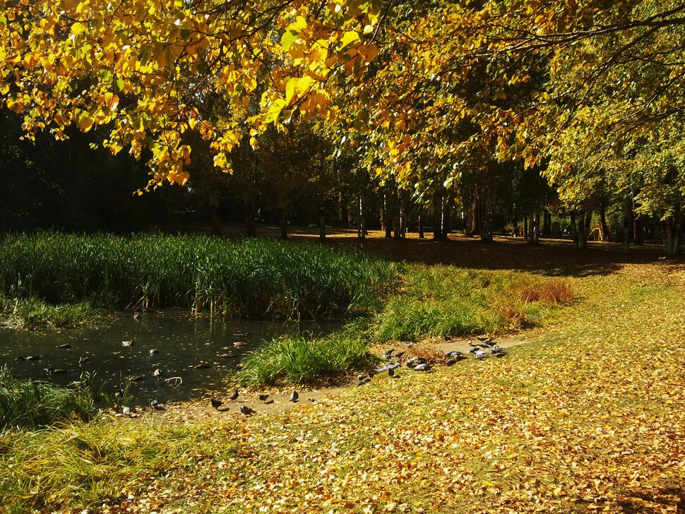Осень у болотца