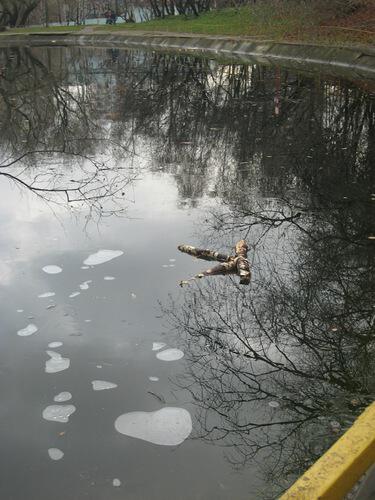 Первый ледок на пруду