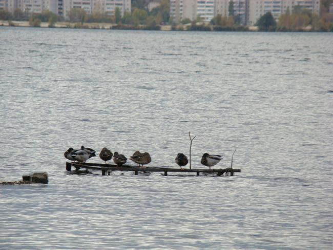 почти городские жители