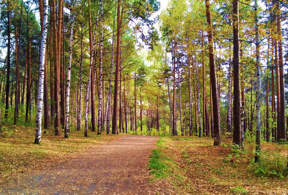 В осеннем лесу