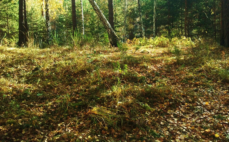 В осеннем лесу