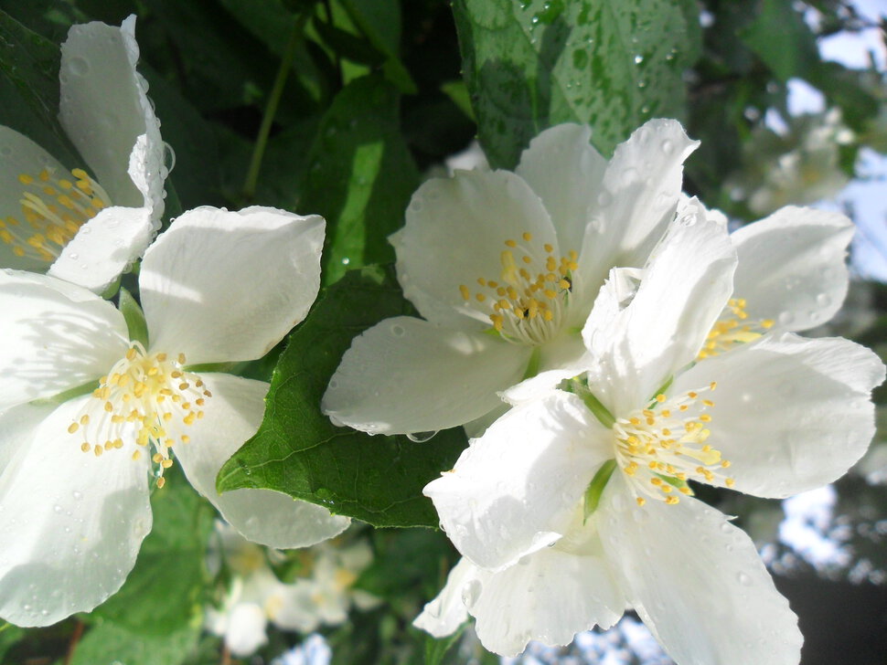 Flowers