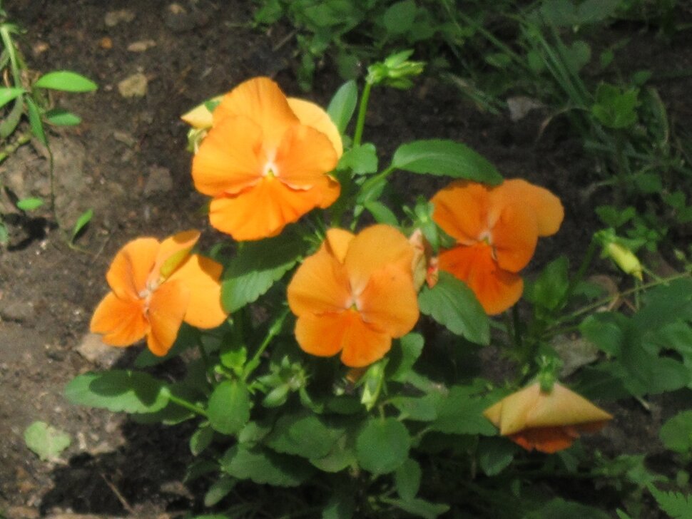 Оранжевые цветики
