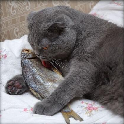 Рыбы в год кота