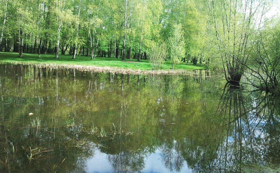 У озера в лесу