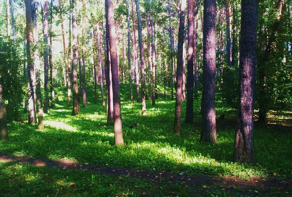В лесочке
