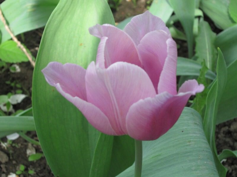 Нежно-розовый тюльпан