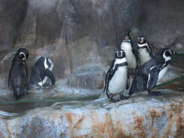 Пингвины Гумбольдта