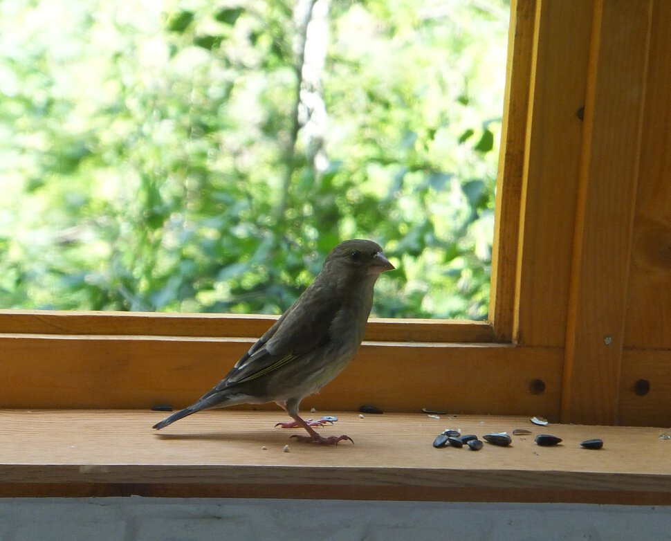 Птичка в гостях