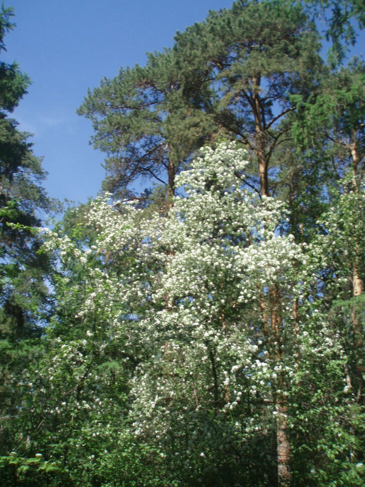 Шоу невест, лесные красавицы