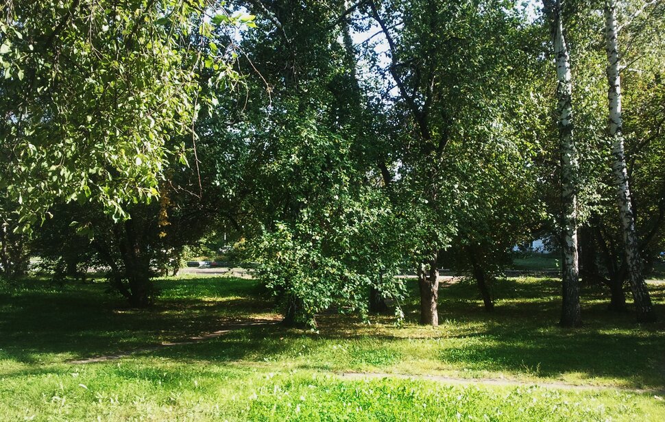 В лесочке