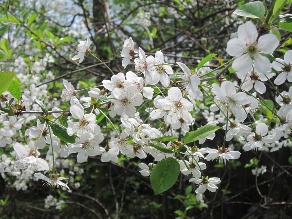 Вишня белая цвела