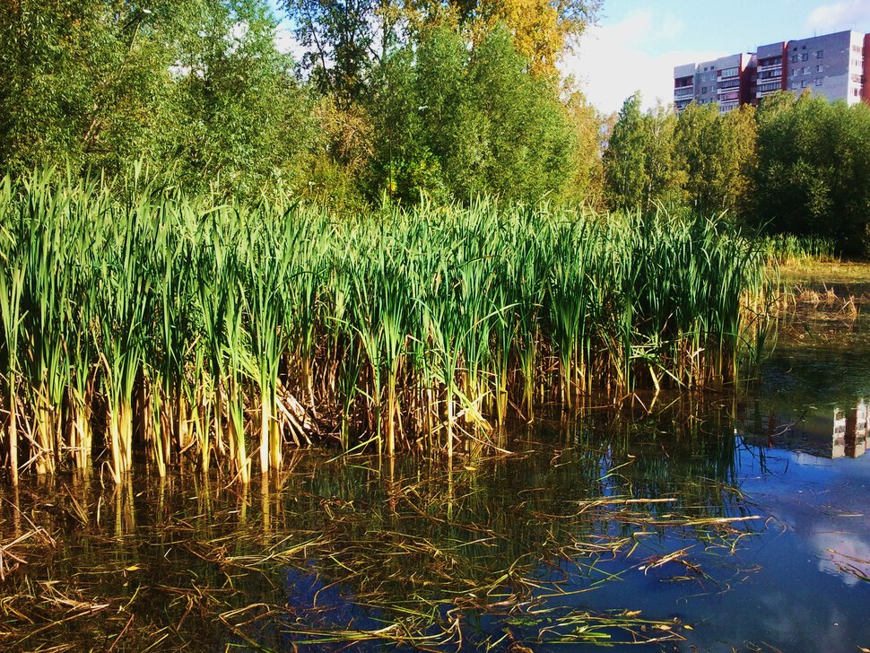 В болоте за городом