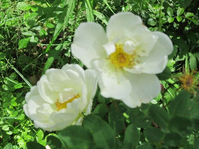 Две розы белых